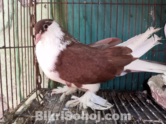 এক জোড়া রানিং সিরাজি